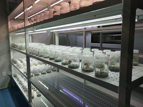 博山植物组织培养实验室设计建设方案